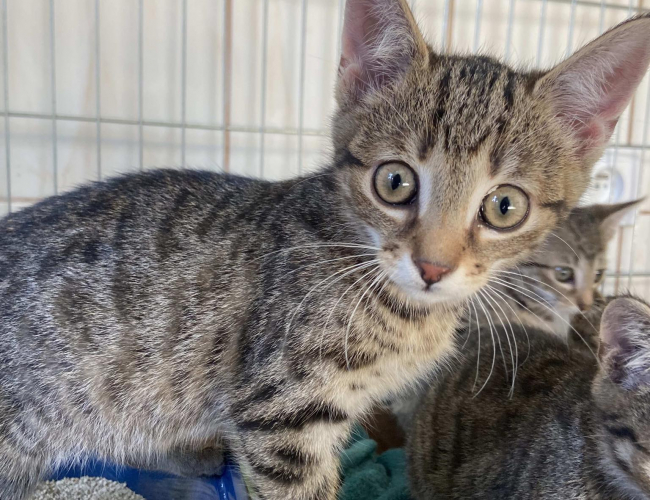 WATER - kot do adopcji w schronisku świdnica