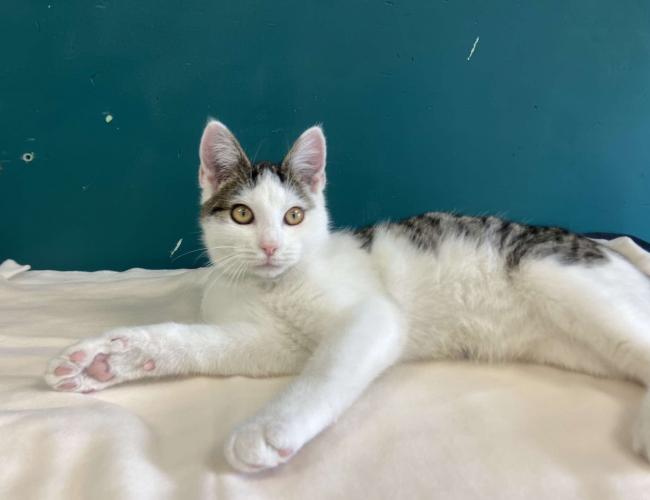 Schronisko dla Bezdomnych Zwierząt w Świdnicy - CYRYL