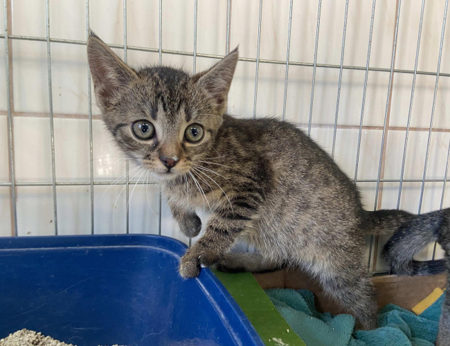 MILK - kot do adopcji w schronisku świdnica