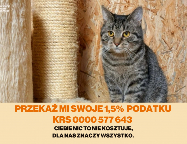 Schronisko dla Bezdomnych Zwierząt w Świdnicy - SZARUŚ