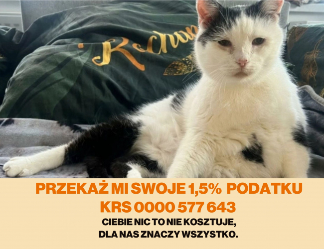 KLUCHA DT - kot do adopcji w schronisku świdnica