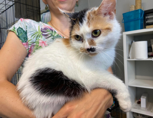 Schronisko dla Bezdomnych Zwierząt w Świdnicy - ADORA
