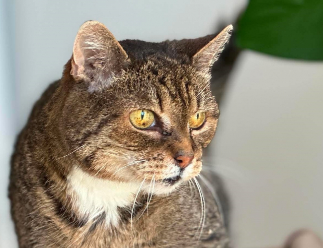 MUNA - kot do adopcji w schronisku świdnica