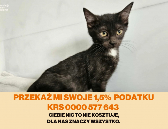 Schronisko dla Bezdomnych Zwierząt w Świdnicy - RIMA