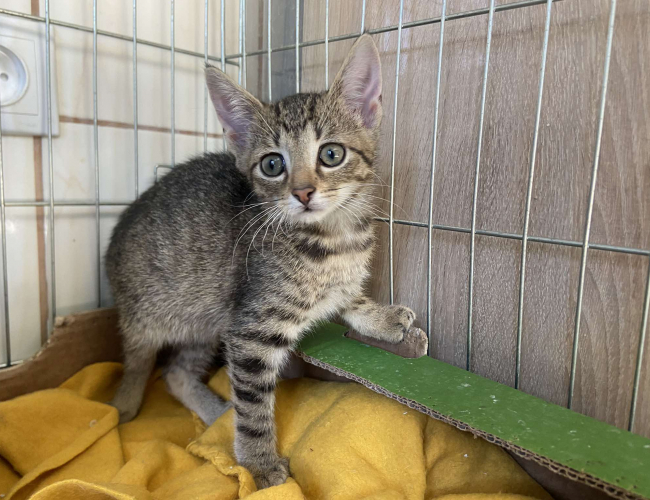 COMPOT - kot do adopcji w schronisku świdnica