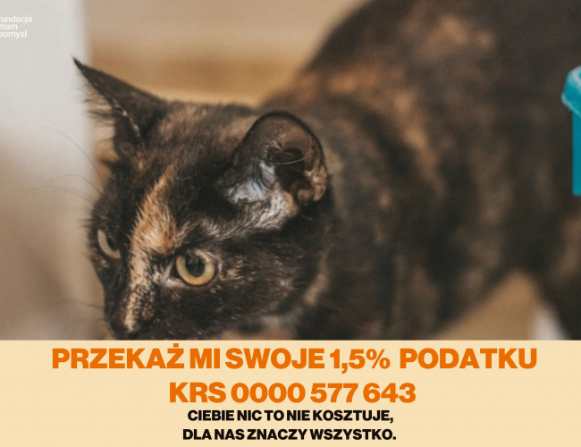 ANA - kot do adopcji w schronisku świdnica