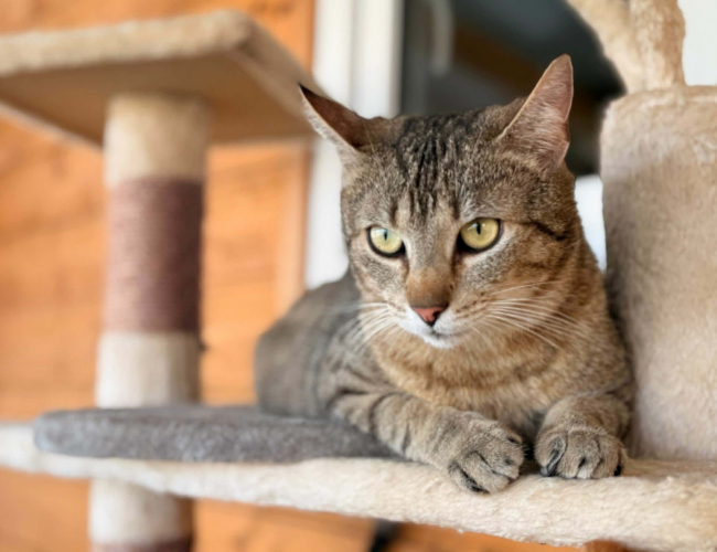AMARO - kot do adopcji w schronisku świdnica