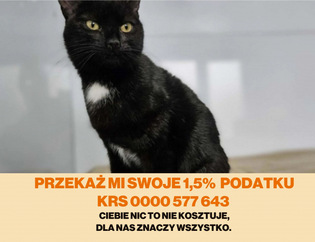 Schronisko dla Bezdomnych Zwierząt w Świdnicy - FRASZKA
