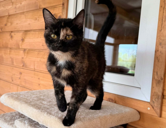 SOLA DT - kot do adopcji w schronisku świdnica