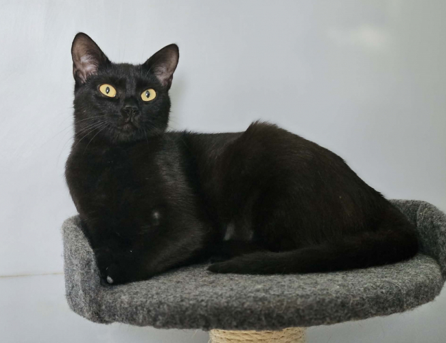 RUBI - kot do adopcji w schronisku świdnica