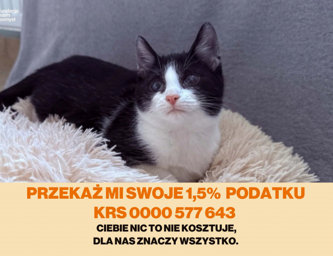 Schronisko dla Bezdomnych Zwierząt w Świdnicy - BAJA