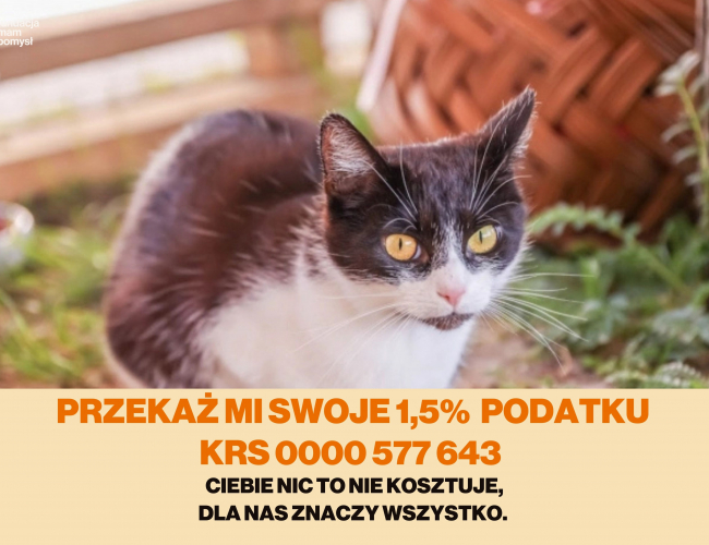 SZPROTKA DT - kot do adopcji w schronisku świdnica