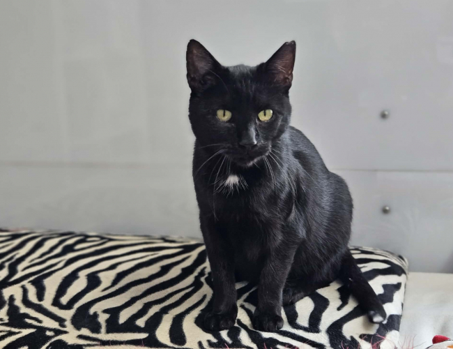 DORITOS - kot do adopcji w schronisku świdnica