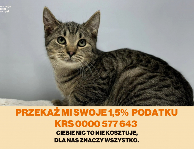 Schronisko dla Bezdomnych Zwierząt w Świdnicy - SASZI
