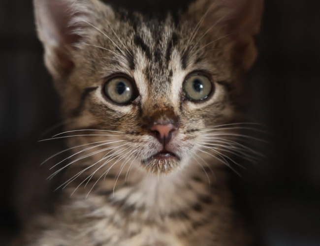 RIKI DT - kot do adopcji w schronisku świdnica