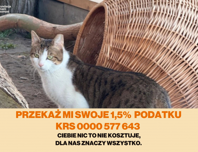 ANGELINA DT - kot do adopcji w schronisku świdnica