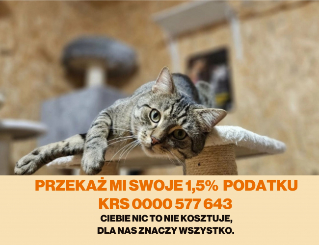 Schronisko dla Bezdomnych Zwierząt w Świdnicy - MARGO