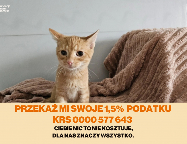 Schronisko dla Bezdomnych Zwierząt w Świdnicy - MOMO DT