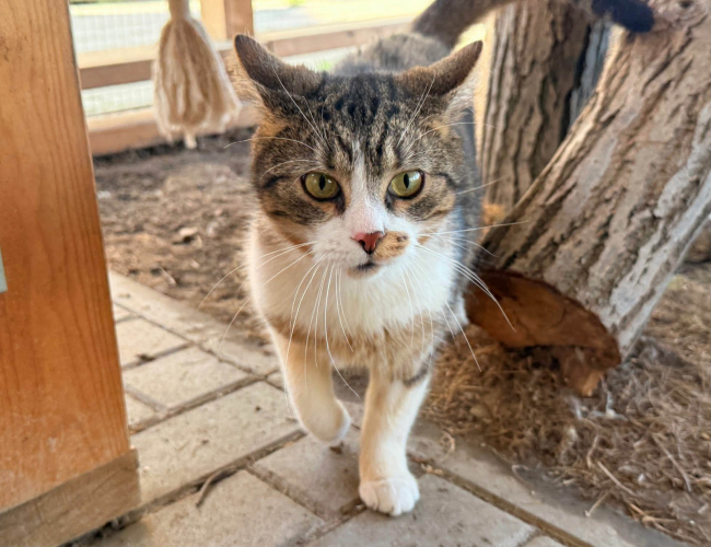 ALFI DT - kot do adopcji w schronisku świdnica