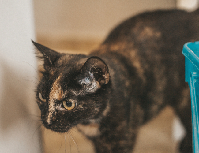 LANCIA - kot do adopcji w schronisku świdnica