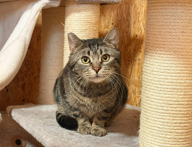 ANUBIS - kot do adopcji w schronisku świdnica