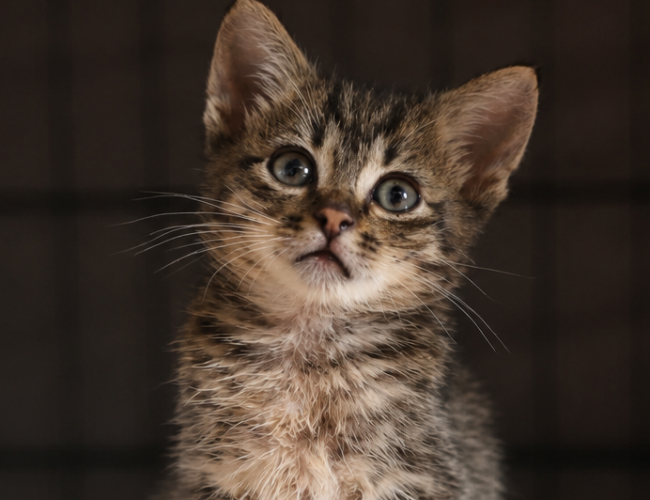 MIKI DT - kot do adopcji w schronisku świdnica