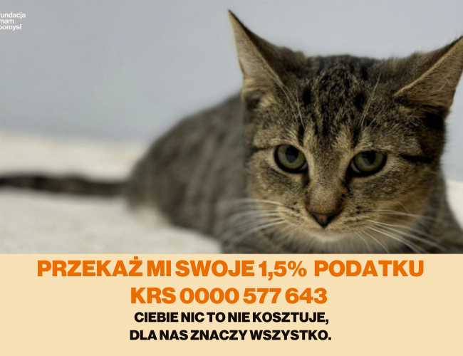 Schronisko dla Bezdomnych Zwierząt w Świdnicy - KENO