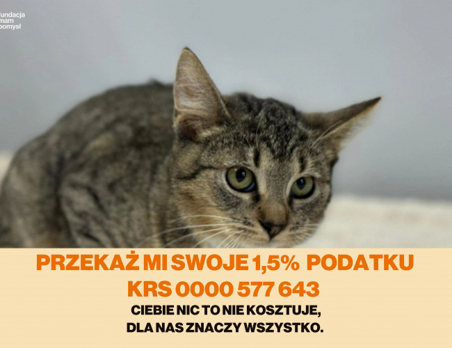 Schronisko dla Bezdomnych Zwierząt w Świdnicy - STRZAŁKA