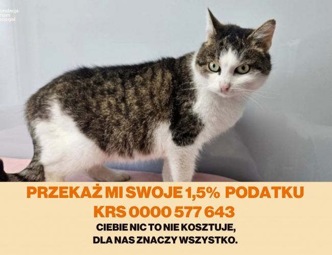 Schronisko dla Bezdomnych Zwierząt w Świdnicy - MELKA DT