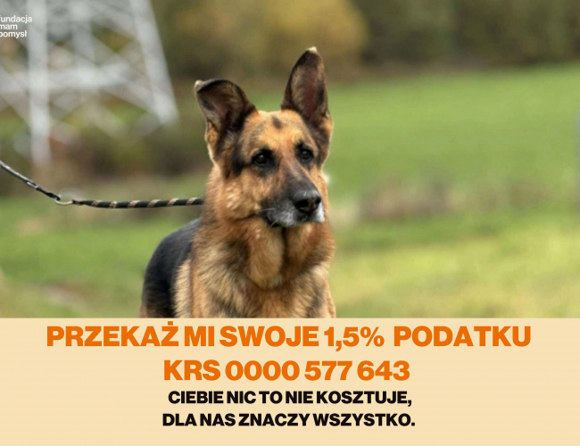 ATLAS - pies do adopcji w schronisku świdnica