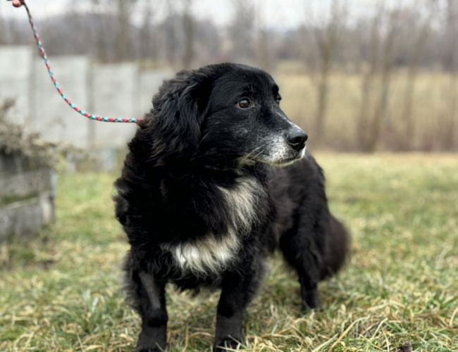DANTE - pies do adopcji w schronisku świdnica