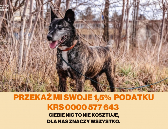 MORENGO - pies do adopcji w schronisku świdnica