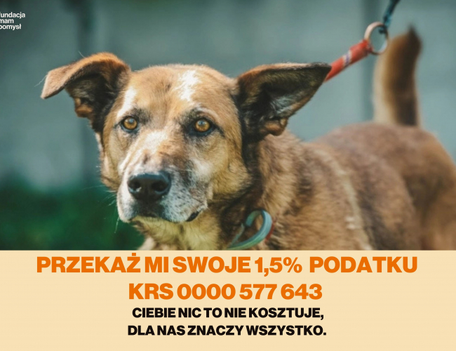 Schronisko dla Bezdomnych Zwierząt w Świdnicy - ALVIN