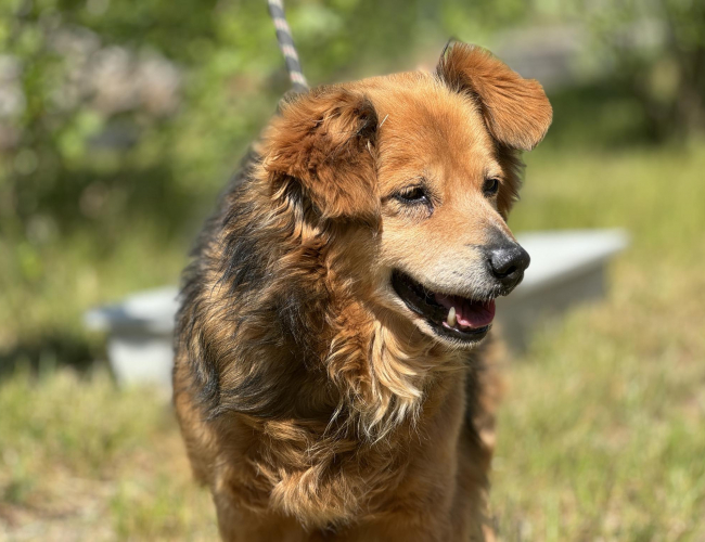 ROMPER - pies do adopcji w schronisku świdnica