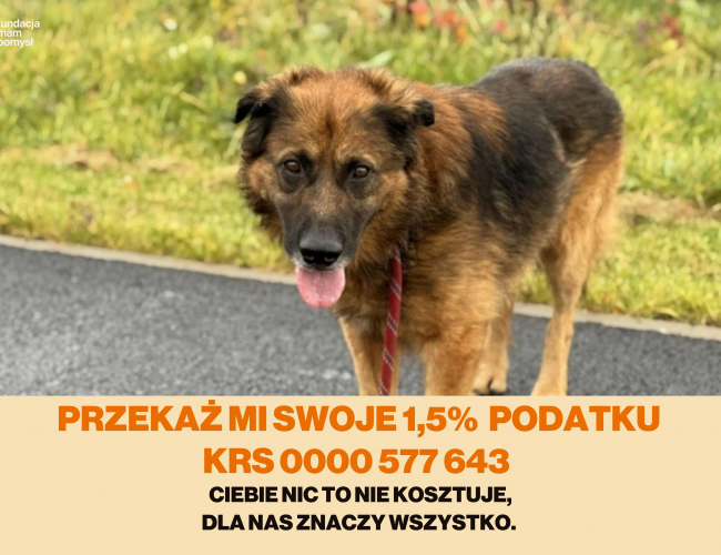 OFFI - pies do adopcji w schronisku świdnica