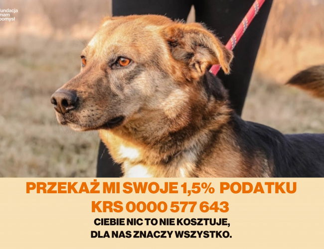 DENIM - pies do adopcji w schronisku świdnica