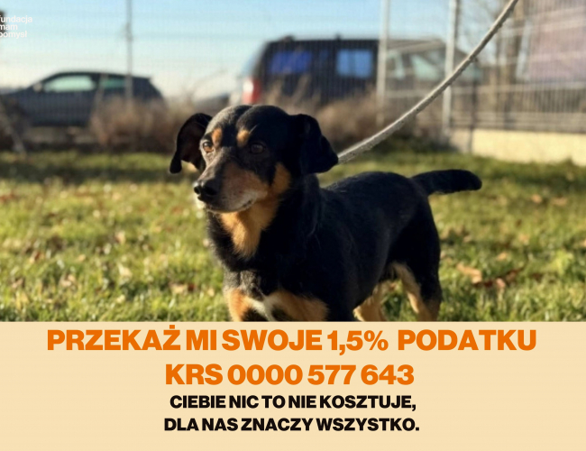 Schronisko dla Bezdomnych Zwierząt w Świdnicy - BAXI DT