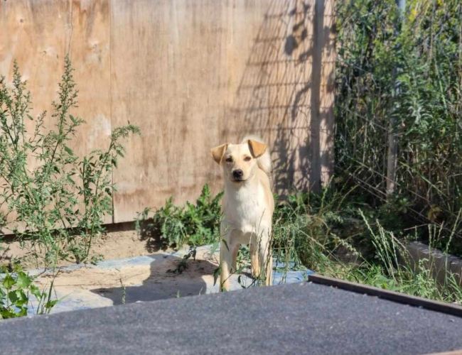 FIMA - pies do adopcji w schronisku świdnica