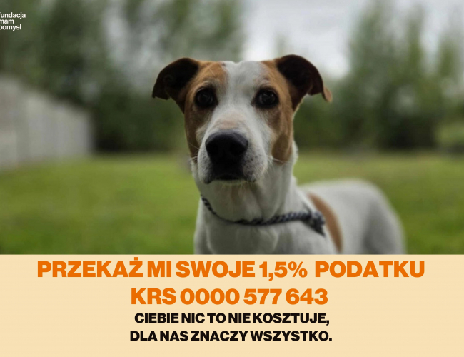 REKSIO - pies do adopcji w schronisku świdnica