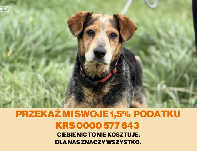 Schronisko dla Bezdomnych Zwierząt w Świdnicy - BANTI  DT