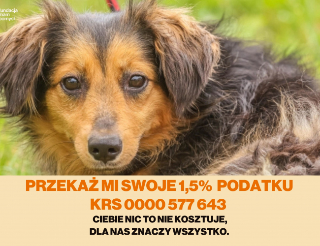Schronisko dla Bezdomnych Zwierząt w Świdnicy - COLA  DT