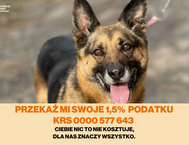 BLAKE - pies do adopcji w schronisku świdnica