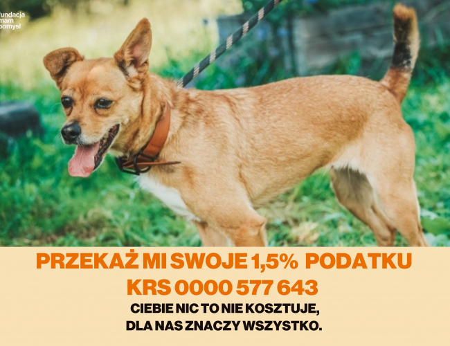 Schronisko dla Bezdomnych Zwierząt w Świdnicy - NIKITA  DT