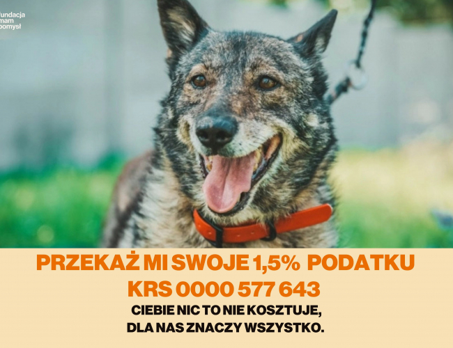 FEDIR - pies do adopcji w schronisku świdnica