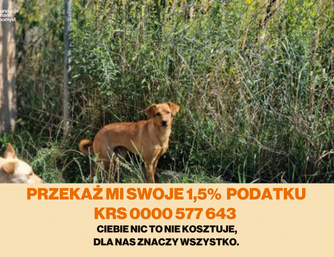Schronisko dla Bezdomnych Zwierząt w Świdnicy - PORTA