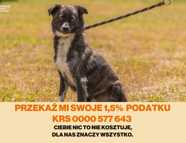 ORZECH - pies do adopcji w schronisku świdnica