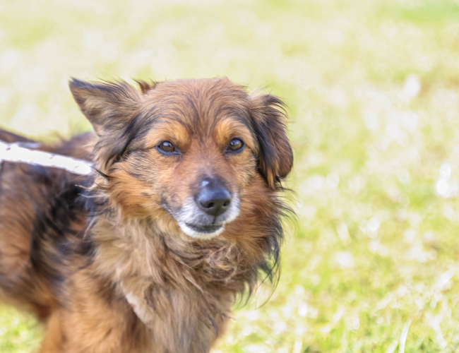 NADIR - pies do adopcji w schronisku świdnica