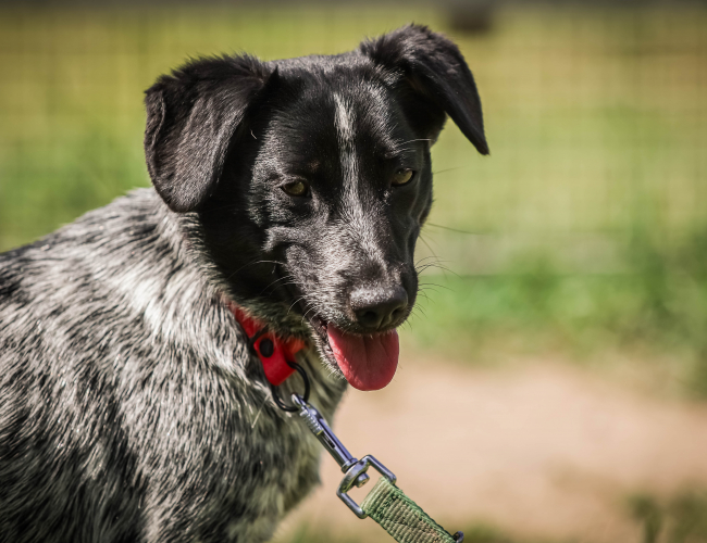 NIKA - pies do adopcji w schronisku świdnica
