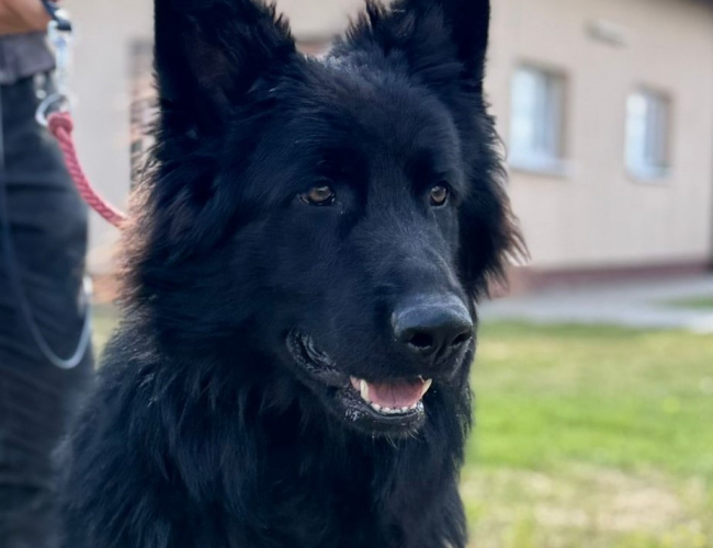 Schronisko dla Bezdomnych Zwierząt w Świdnicy - CEZARIO
