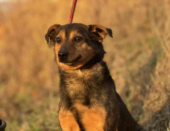 Schronisko dla Bezdomnych Zwierząt w Świdnicy - LOLEK